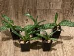 Paphiopedilum QF Halawa (urbanianum x violascens) (2” pot) - Image 3