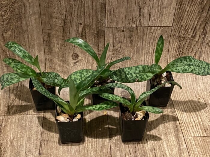 Paphiopedilum QF Halawa (urbanianum x violascens) (2” pot) - Image 3