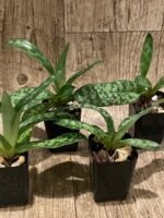 Paphiopedilum QF Halawa (urbanianum x violascens) (2” pot) - Image 5