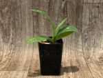 Paph. Jupiter (Hookarea v. volonteanum x rothschildianum) BS (2" pot) - Image 2