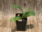Paph. Jupiter (Hookarea v. volonteanum x rothschildianum) BS (2" pot) - Image 3