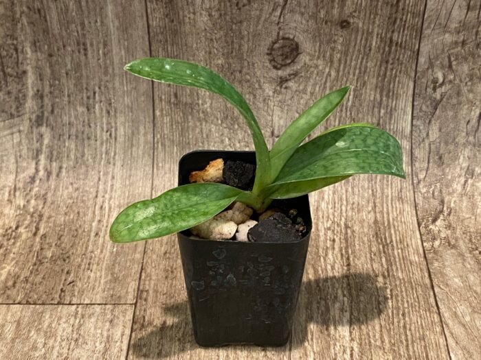 Paph. Jupiter (Hookarea v. volonteanum x rothschildianum) BS (2" pot) - Image 3