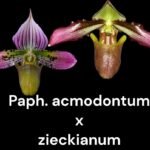 Paph. acmodontum x zieckianum (2” Pot)