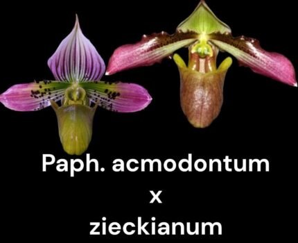 Paph. acmodontum x zieckianum (2” Pot)