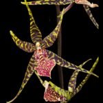 Arthurara Sea Snake ‘Unforgettable’ (3.5” pot) - Image 2
