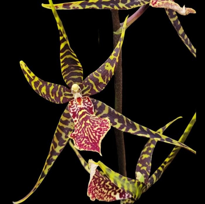 Arthurara Sea Snake ‘Unforgettable’ (3.5” pot) - Image 2
