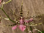 Arthurara Sea Snake ‘Unforgettable’ (3.5” pot) - Image 4