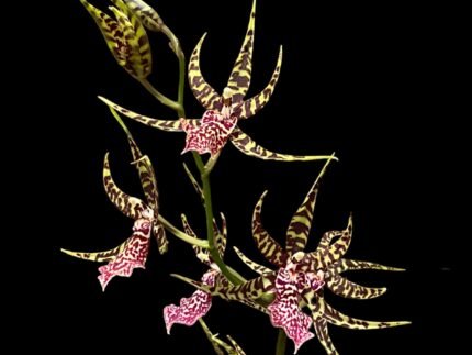 Arthurara Sea Snake ‘Unforgettable’ (3.5” pot)