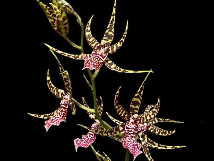 Arthurara Sea Snake ‘Unforgettable’ (3.5” pot) - Image 1