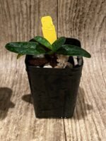 In Bud Paph. QF Mini (thaianum x lecochilum) (2” pot) - Image 4