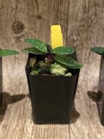 In Bud Paph. QF Mini (thaianum x lecochilum) (2” pot) - Image 6