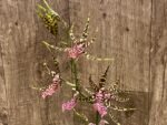 Arthurara Sea Snake ‘Unforgettable’ (3.5” pot) - Image 3