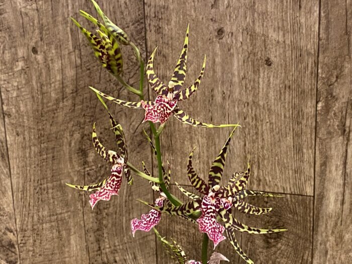Arthurara Sea Snake ‘Unforgettable’ (3.5” pot) - Image 3