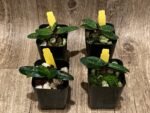 In Bud Paph. QF Mini (thaianum x lecochilum) (2” pot) - Image 3