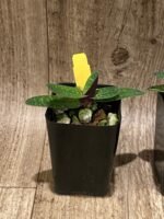 In Bud Paph. QF Mini (thaianum x lecochilum) (2” pot) - Image 7