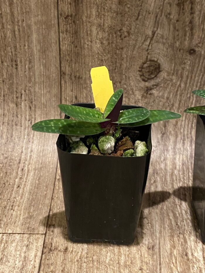 In Bud Paph. QF Mini (thaianum x lecochilum) (2” pot) - Image 7