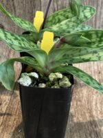 In Spike - Paphiopedilum aga'pe (appletonianum x urbanianum) (2" pot) - Image 7