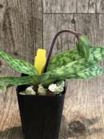 In Spike - Paphiopedilum aga'pe (appletonianum x urbanianum) (2" pot) - Image 8