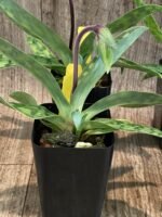 In Spike - Paphiopedilum aga'pe (appletonianum x urbanianum) (2" pot) - Image 5