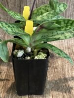 In Spike - Paphiopedilum aga'pe (appletonianum x urbanianum) (2" pot) - Image 6