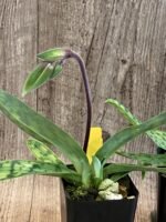 In Spike - Paphiopedilum aga'pe (appletonianum x urbanianum) (2" pot) - Image 9