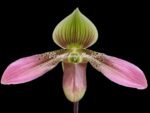 In Spike - Paphiopedilum aga'pe (appletonianum x urbanianum) (2" pot) - Image 2