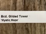 Banfieldara Gilded Tower 'Mystic Maze' (3.5" pot) - Image 9