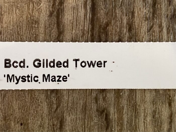 Banfieldara Gilded Tower 'Mystic Maze' (3.5" pot) - Image 9