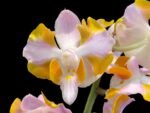 Doritis pulcherrima v. champorensis ‘Pink’ ( Phalaenopsis) Seedling (2" pot)