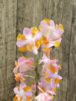 Doritis pulcherrima v. champorensis ‘Pink’ ( Phalaenopsis) Seedling (2" pot) - Image 3