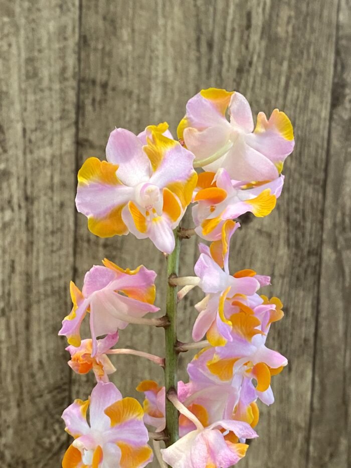 Doritis pulcherrima v. champorensis ‘Pink’ ( Phalaenopsis) Seedling (2" pot) - Image 3