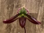 Paphiopedilum Pleasantry (2.5” pot)