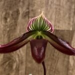 Paphiopedilum Pleasantry (2.5” pot)