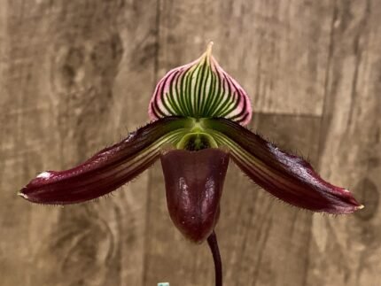 Paphiopedilum Pleasantry (2.5” pot)