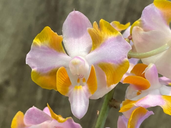 Doritis pulcherrima v. champorensis ‘Pink’ ( Phalaenopsis) Seedling (2" pot) - Image 2