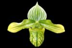 Paphiopedilum venustum album Multi-Growths (2” pot)