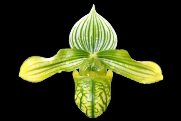 Paphiopedilum venustum album Multi-Growths (2” pot) - Image 1