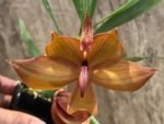 In Bud Cycnoches Richard Brandon 'New Year' × Cyc. cooperi (2.25” pot) - Image 4
