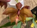 In Bud Cycnoches Richard Brandon 'New Year' × Cyc. cooperi (2.25” pot) - Image 3
