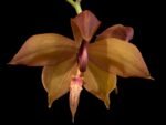 In Bud Cycnoches Richard Brandon 'New Year' × Cyc. cooperi (2.25” pot)