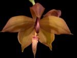 In Bud Cycnoches Richard Brandon 'New Year' × Cyc. cooperi (2.25” pot) - Image 2