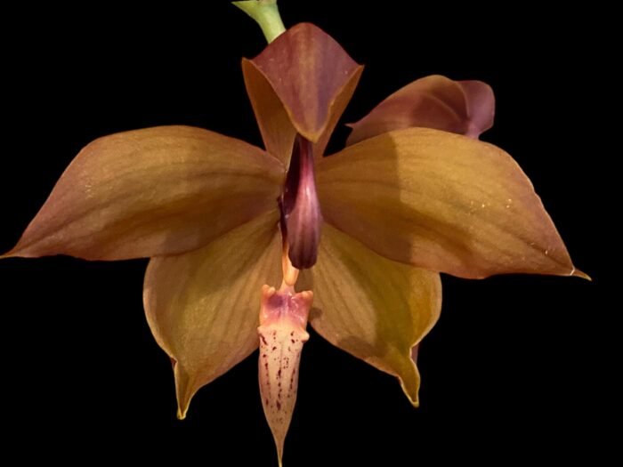 In Bud Cycnoches Richard Brandon 'New Year' × Cyc. cooperi (2.25” pot) - Image 2