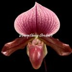 In Spike Paphiopedilum Charlesworthii (Piao Shiang Beauty × Sib) x (Chou-yi Citron x Chou-yi Apple) 'Light Color' (3.5” pot)