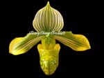 Paphiopedilum venustum album Multi-Growths (2” pot) - Image 2