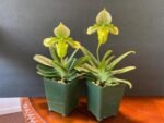 Paphiopedilum venustum album Multi-Growths (2” pot) - Image 4
