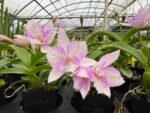 In Spike Caulocattleya Chantilly Lace 'Twinkle' (C. El Dorado Splash x Caularthron bicornutum) (2.25” Pot) - Image 2