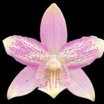 In Spike Caulocattleya Chantilly Lace 'Twinkle' (C. El Dorado Splash x Caularthron bicornutum) (2.25” Pot)