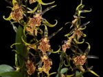 Banfieldara Gilded Tower 'Mystic Maze' (3.5" pot) - Image 2