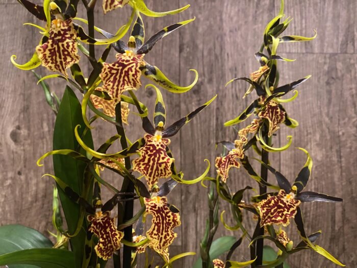 Banfieldara Gilded Tower 'Mystic Maze' (3.5" pot) - Image 4