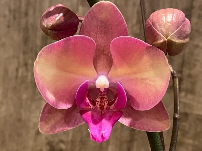 Phalaenopsis OX Little Beauty (2.5" Pot) - Image 3